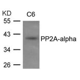Western blot - PP2A-a Antibody from Signalway Antibody (21405) - Antibodies.com