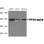 Western blot - PP2A-a Antibody from Signalway Antibody (21405) - Antibodies.com