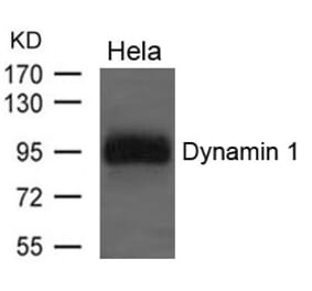 Western blot - Dynamin 1 Antibody from Signalway Antibody (21653) - Antibodies.com