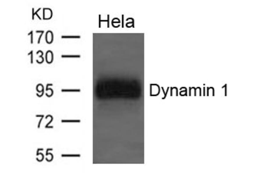 Western blot - Dynamin 1 Antibody from Signalway Antibody (21653) - Antibodies.com