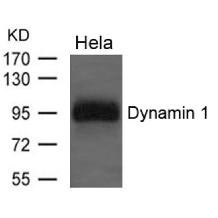 Western blot - Dynamin 1 Antibody from Signalway Antibody (21653) - Antibodies.com