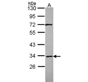 Syntaxin 4 antibody from Signalway Antibody (22372) - Antibodies.com