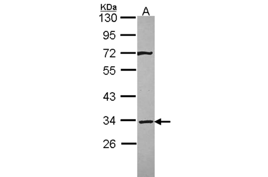 Syntaxin 4 antibody from Signalway Antibody (22372) - Antibodies.com