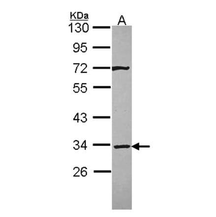 Syntaxin 4 antibody from Signalway Antibody (22372) - Antibodies.com