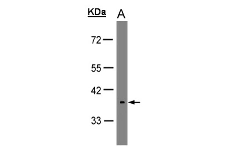 neuropsin antibody from Signalway Antibody (22827) - Antibodies.com