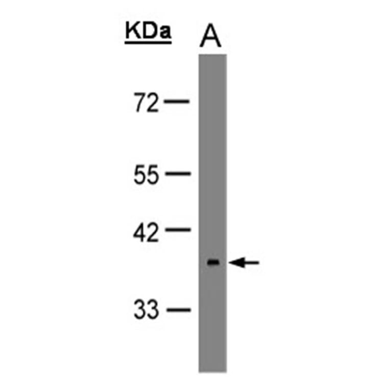 neuropsin antibody from Signalway Antibody (22827) - Antibodies.com