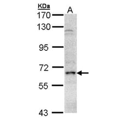 eIF2 alpha antibody from Signalway Antibody (23156) - Antibodies.com