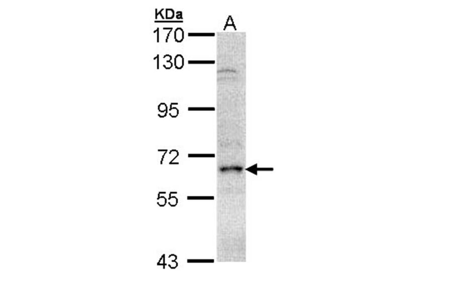 eIF2 alpha antibody from Signalway Antibody (23156) - Antibodies.com