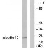 Western blot - Claudin 10 Antibody from Signalway Antibody (33338) - Antibodies.com