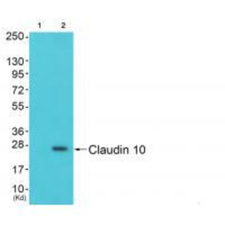 Western blot - Claudin 10 Antibody from Signalway Antibody (33338) - Antibodies.com