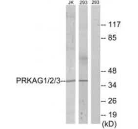 Western blot - PRKAG1/2/3 Antibody from Signalway Antibody (33818) - Antibodies.com