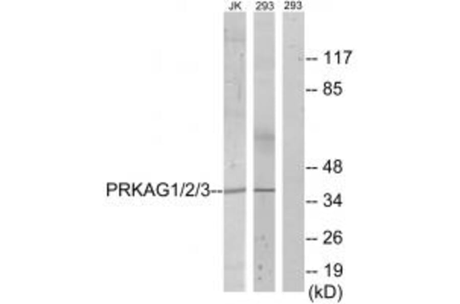 Western blot - PRKAG1/2/3 Antibody from Signalway Antibody (33818) - Antibodies.com