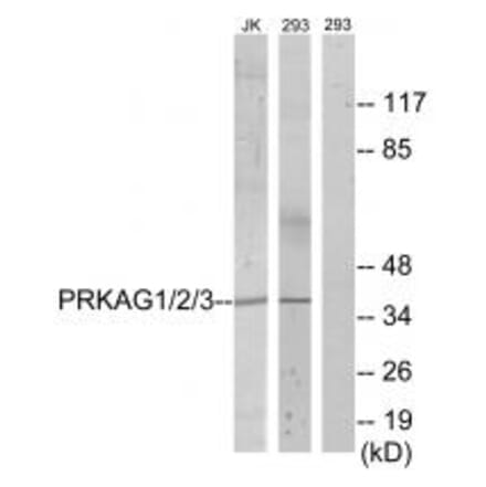 Western blot - PRKAG1/2/3 Antibody from Signalway Antibody (33818) - Antibodies.com