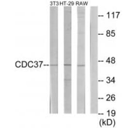 Western blot - p50 CDC37 Antibody from Signalway Antibody (34191) - Antibodies.com