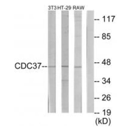 Western blot - p50 CDC37 Antibody from Signalway Antibody (34191) - Antibodies.com