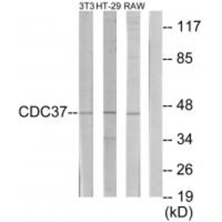 Western blot - p50 CDC37 Antibody from Signalway Antibody (34191) - Antibodies.com