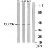 Western blot - p50 CDC37 Antibody from Signalway Antibody (34191) - Antibodies.com