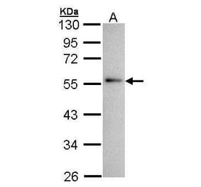 Annexin XI Antibody from Signalway Antibody (35334) - Antibodies.com