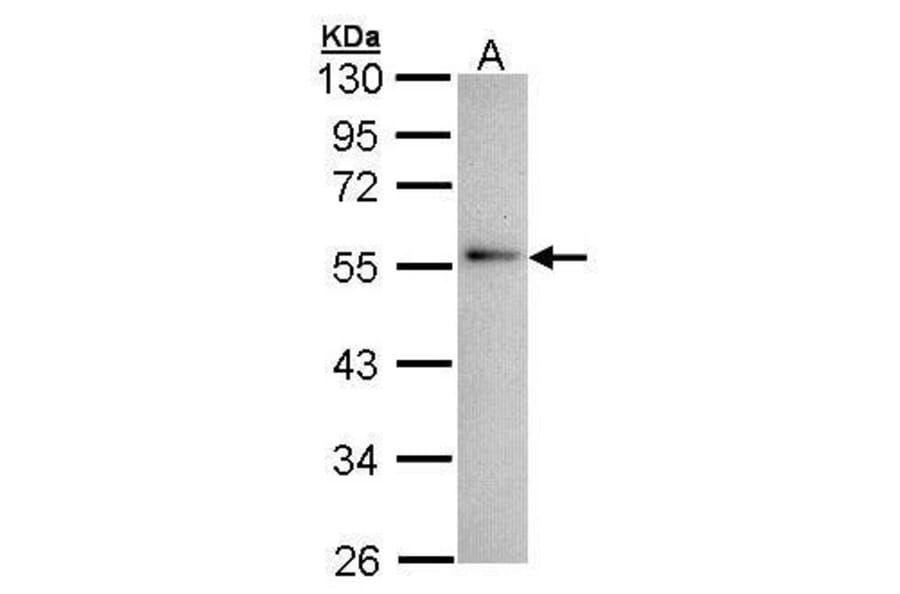 Annexin XI Antibody from Signalway Antibody (35334) - Antibodies.com
