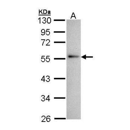 Annexin XI Antibody from Signalway Antibody (35334) - Antibodies.com