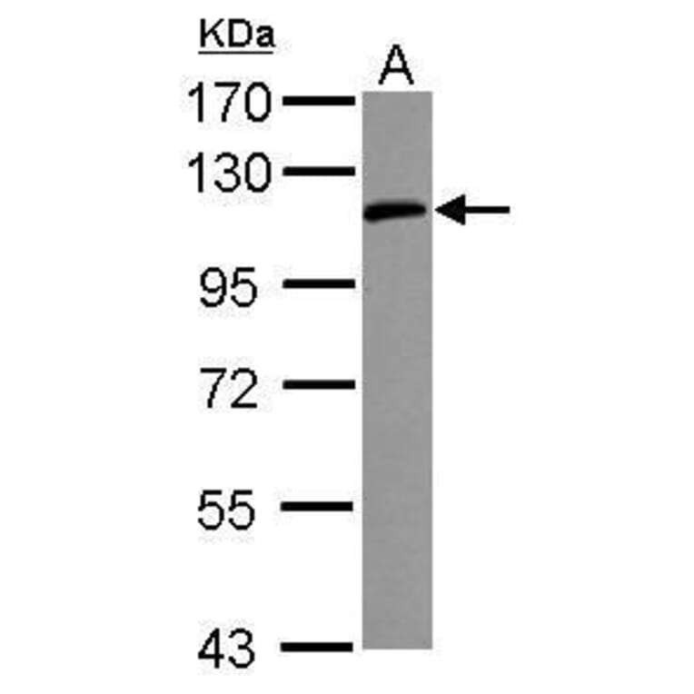 ICAM1/CD54 Antibody from Signalway Antibody (35344) - Antibodies.com