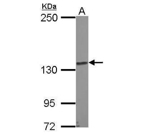 N-cadherin Antibody from Signalway Antibody (35357) - Antibodies.com
