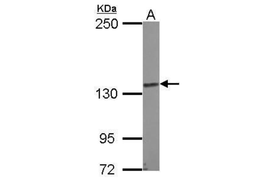 N-cadherin Antibody from Signalway Antibody (35357) - Antibodies.com