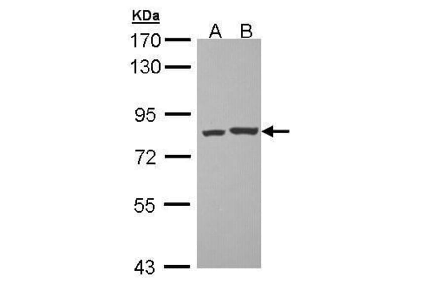 PKC theta Antibody from Signalway Antibody (35465) - Antibodies.com