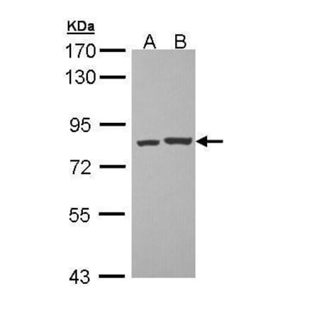 PKC theta Antibody from Signalway Antibody (35465) - Antibodies.com