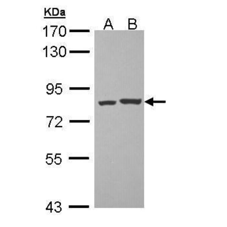 PKC theta Antibody from Signalway Antibody (35465) - Antibodies.com