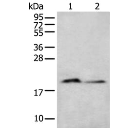 KRTAP11-1 Antibody from Signalway Antibody (43665) - Antibodies.com