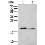 KRTAP11-1 Antibody from Signalway Antibody (43665) - Antibodies.com