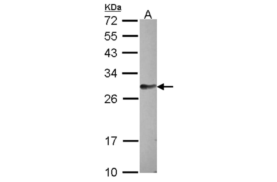 hypothetical protein LOC159090 antibody from Signalway Antibody (23173) - Antibodies.com