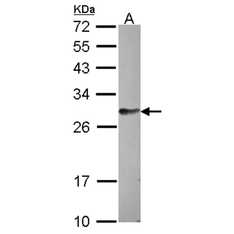 hypothetical protein LOC159090 antibody from Signalway Antibody (23173) - Antibodies.com
