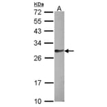 hypothetical protein LOC159090 antibody from Signalway Antibody (23173) - Antibodies.com