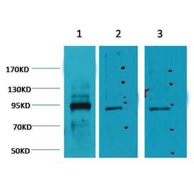 Western blot - Oct1 Mouse Monoclonal Antibody (27-7G1) from Signalway Antibody (38046) - Antibodies.com