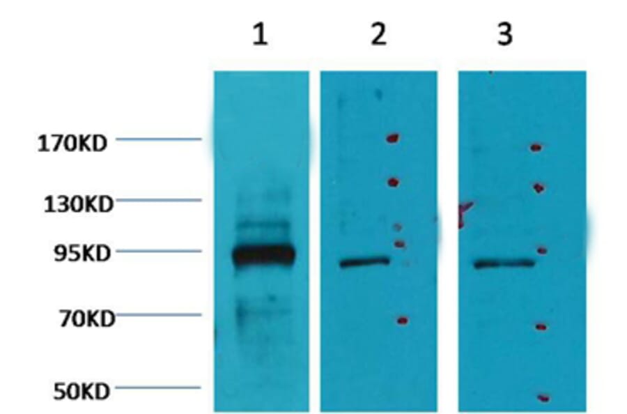 Western blot - Oct1 Mouse Monoclonal Antibody (27-7G1) from Signalway Antibody (38046) - Antibodies.com