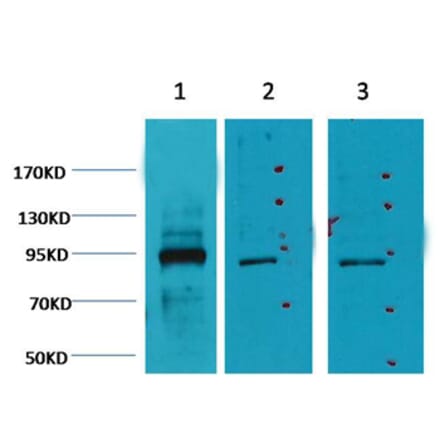 Western blot - Oct1 Mouse Monoclonal Antibody (27-7G1) from Signalway Antibody (38046) - Antibodies.com