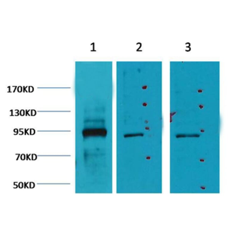 Western blot - Oct1 Mouse Monoclonal Antibody (27-7G1) from Signalway Antibody (38046) - Antibodies.com