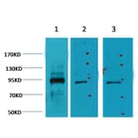 Western blot - Oct1 Mouse Monoclonal Antibody (27-7G1) from Signalway Antibody (38046) - Antibodies.com