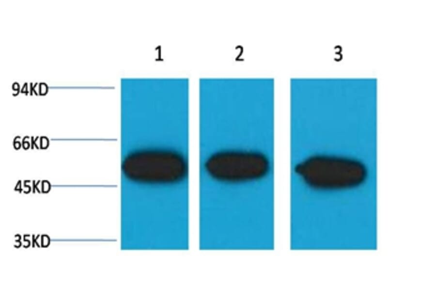 Western blot - β III tubulin Mouse Monoclonal Antibody from Signalway Antibody (38101) - Antibodies.com