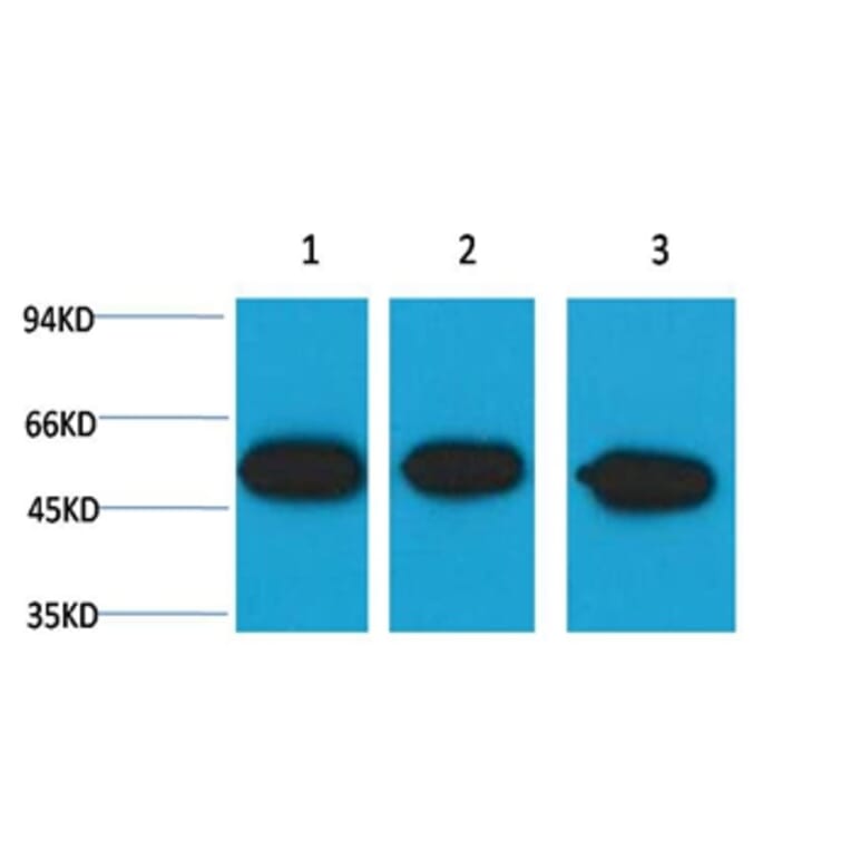 Western blot - β III tubulin Mouse Monoclonal Antibody from Signalway Antibody (38101) - Antibodies.com