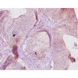 Immunohistochemistry - Carboxylesterase 1C Polyclonal Antibody from Signalway Antibody (42632) - Antibodies.com