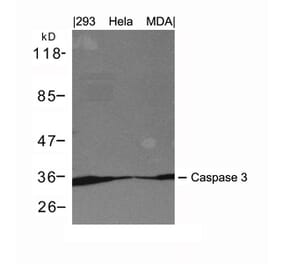 Western blot - Caspase 3 Antibody from Signalway Antibody (21420) - Antibodies.com
