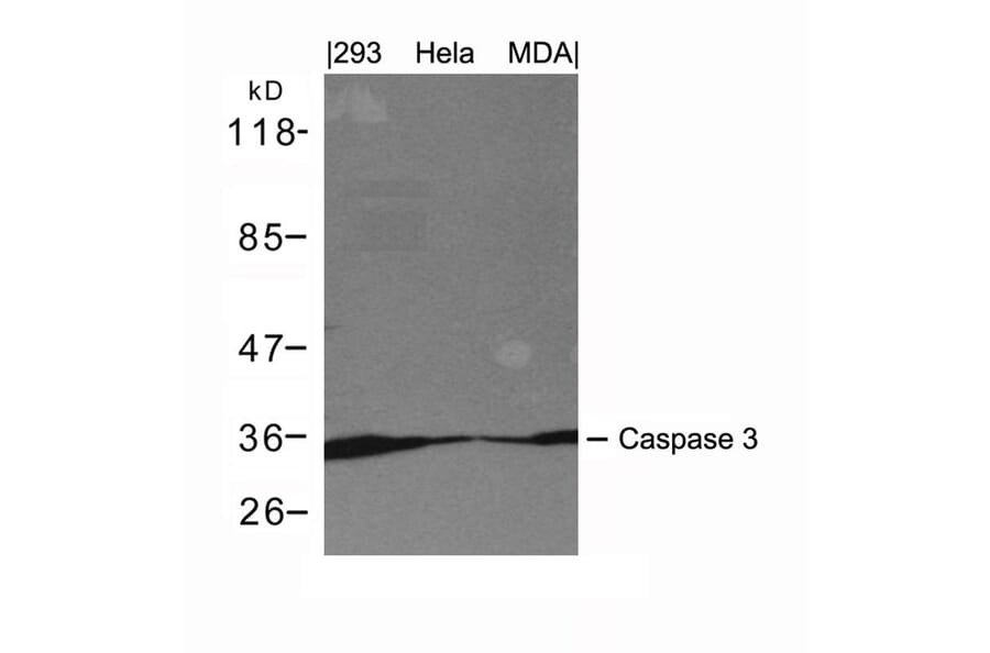 Western blot - Caspase 3 Antibody from Signalway Antibody (21420) - Antibodies.com