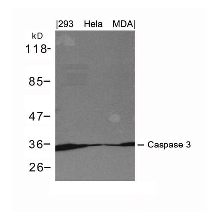 Western blot - Caspase 3 Antibody from Signalway Antibody (21420) - Antibodies.com