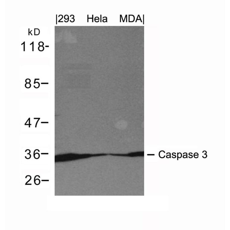 Western blot - Caspase 3 Antibody from Signalway Antibody (21420) - Antibodies.com
