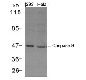 Western blot - Caspase 9 Antibody from Signalway Antibody (21422) - Antibodies.com
