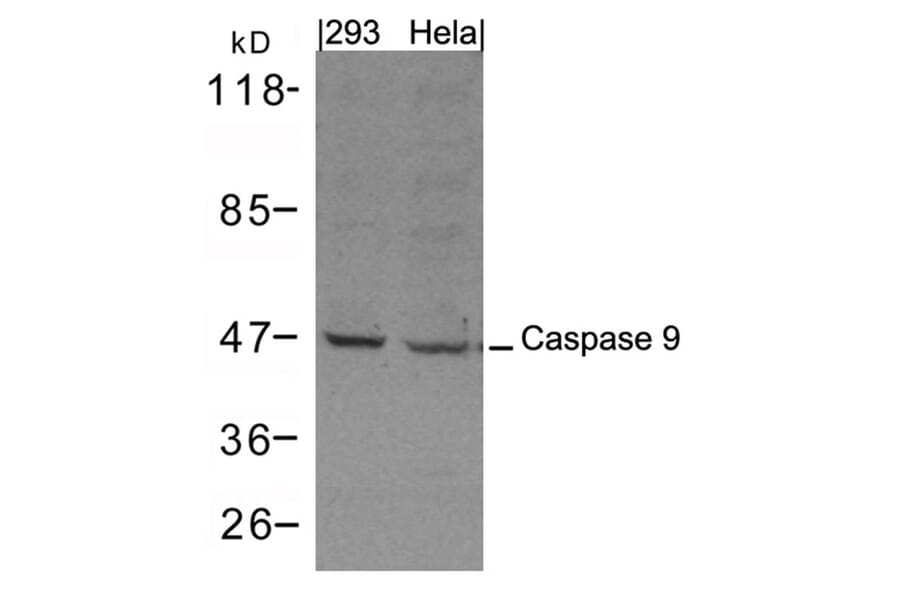Western blot - Caspase 9 Antibody from Signalway Antibody (21422) - Antibodies.com