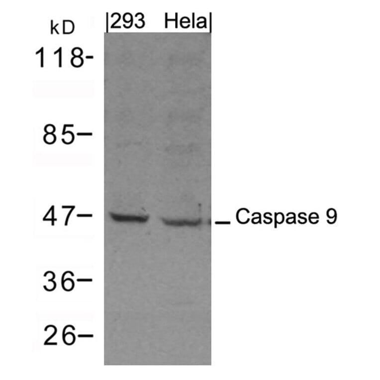 Western blot - Caspase 9 Antibody from Signalway Antibody (21422) - Antibodies.com